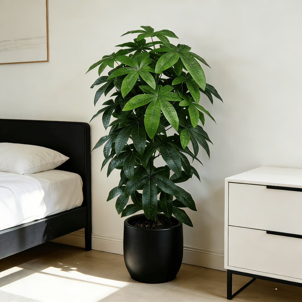 Dracaena Marginata - Sztuczna drzewka szczęścia Pachira Aquatica z