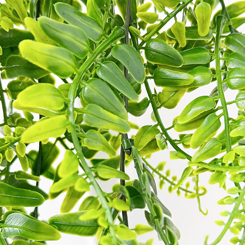 90cm perska paproć liście wino – Monstera Adansonii recenzja i cena