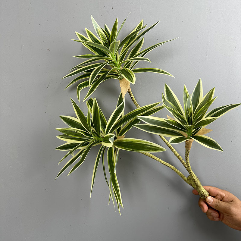 Sztuczne rośliny, 3 główki lil – Dracaena Marginata recenzja i cena